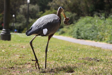 Fototapeta premium heron on the hunt