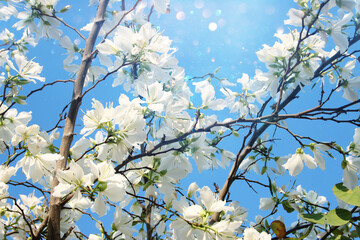 dreamy background of spring white blossom tree. selective focus
