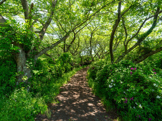 鮮やかな緑の桜並木とツツジの花