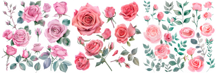 Set of Sweet pink rose flower. Watercolor collection of hand drawn flowers. Botanical plant illustration transparent background. PNG. 
