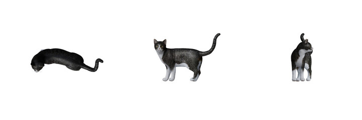 Cat Top View, Front View, Side View. Isolated Transparent Background