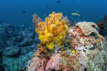 Beautiful coral and yellow feather sea star and many fish photography in deep sea in scuba dive...