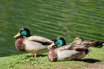 duck couple resting