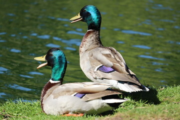 duck couple