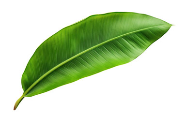 Fototapeta premium Fresh, lush green banana leaf, cut out
