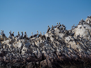 Colonie d'oiseaux marins