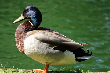 duck on a pond