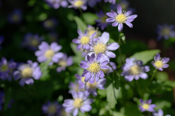 薄紫のミヤコワスレの花