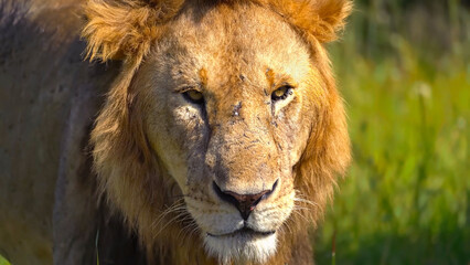 Portrait photo of lion, Amboseli National Park, Kenya, Apr 2024