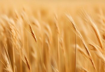 A dried meadow grass in a golden hue