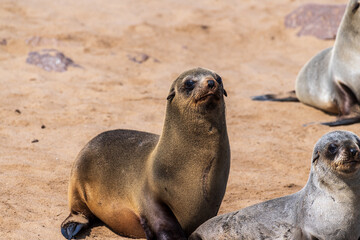 Telephoto portrait of a seal in the Cape Cross seal colony on the Namibian Coast