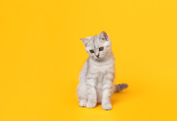 Small white kitten with black stripes, cat Scottish fold breed on orange background.