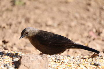small bird