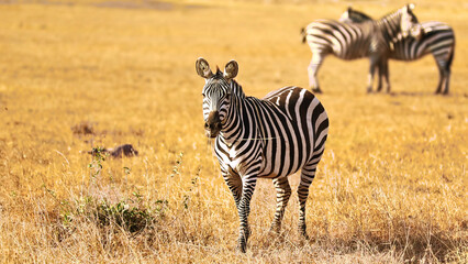 Fototapeta na wymiar Zebra, Amboseli National Park, Kenya, Jan 2024