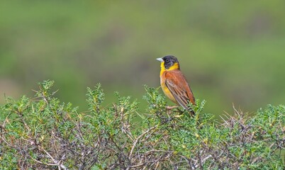 
Black-headed Bunting (Emberiza melanocephala) comes to Turkey from Africa to breed in the summer months. It is widespread in Asia and Europe during the summer months. It is a songbird.