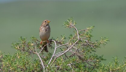 Corn Bunting (Emberiza calandra) is a songbird. It is common in Turkey.