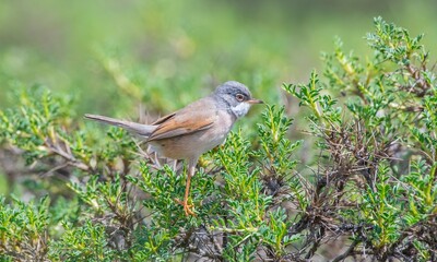 Spectacled Warbler (Sylvia conspicillata) lives as a resident species on the foothills of Karacadağ, located in the triangle of Diyarbakır, Mardin and Şanlıurfa.