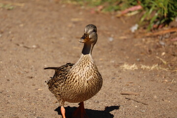 duck
