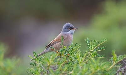 Spectacled Warbler (Sylvia conspicillata) lives as a resident species on the foothills of Karacadağ, located in the triangle of Diyarbakır, Mardin and Şanlıurfa.