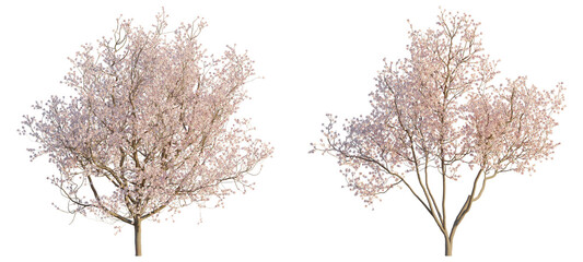 Cherry blossom tree  4k png cutout transparent background