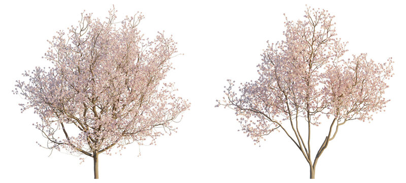 Cherry blossom tree  4k png cutout transparent background