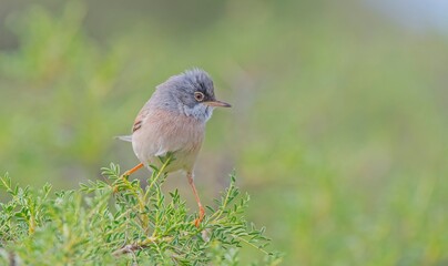 Spectacled Warbler (Sylvia conspicillata) lives as a resident species on the foothills of Karacadağ, located in the triangle of Diyarbakır, Mardin and Şanlıurfa.