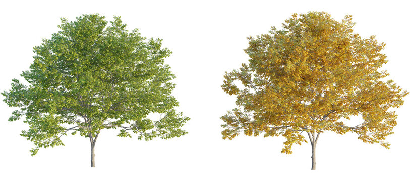 Plum tree 4k png cutout transparent background