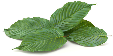 A close-up view of the vibrant green leaves of the kratom plant