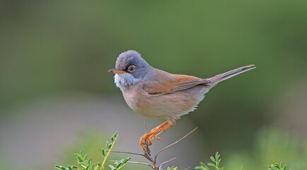 Spectacled Warbler (Sylvia conspicillata) lives as a resident species on the foothills of Karacadağ, located in the triangle of Diyarbakır, Mardin and Şanlıurfa.