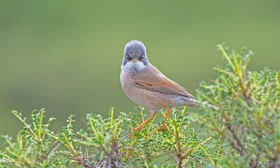 Spectacled Warbler (Sylvia conspicillata) lives as a resident species on the foothills of Karacadağ, located in the triangle of Diyarbakır, Mardin and Şanlıurfa.