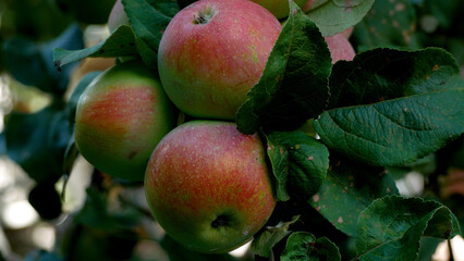 Large ripe red apples on the branch of an apple tree in the garden. Panorama. Growing organic apples in the orchard. Orchard in summer. Harvesting apples.