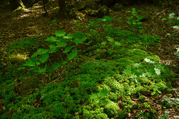 Fototapeta premium fern in the forest