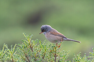 Spectacled Warbler (Sylvia conspicillata) lives as a resident species on the foothills of Karacadağ, located in the triangle of Diyarbakır, Mardin and Şanlıurfa.