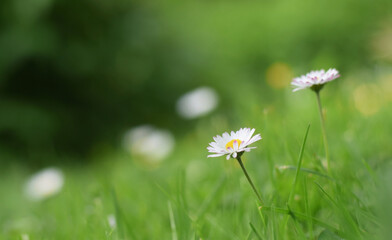 Wild daisies or chamomile on the meadow closed up beautiful background
