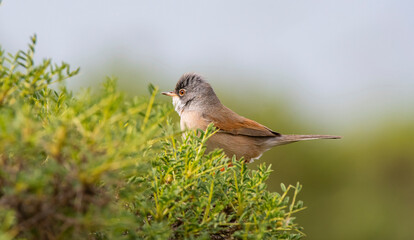 Spectacled Warbler (Sylvia conspicillata) lives as a resident species on the foothills of Karacadağ, located in the triangle of Diyarbakır, Mardin and Şanlıurfa.