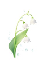 May, lily of the valley