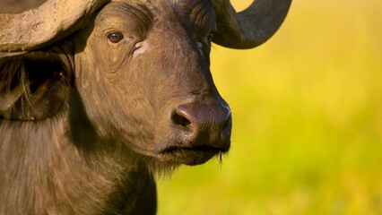 Buffalo, Maasai Mara National Reserve, Kenya, Africa, Jul 2021