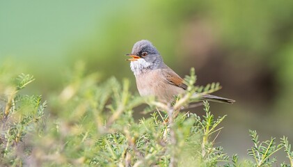 Spectacled Warbler (Sylvia conspicillata) lives as a resident species on the foothills of Karacadağ, located in the triangle of Diyarbakır, Mardin and Şanlıurfa.