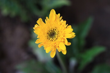 Gerbera Flower Nature Garden Blossom