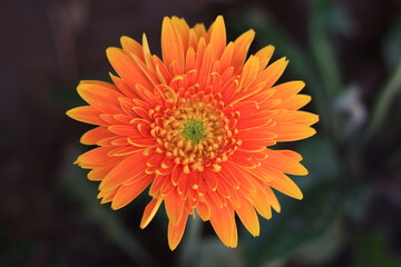 Gerbera Flower Nature Garden Blossom