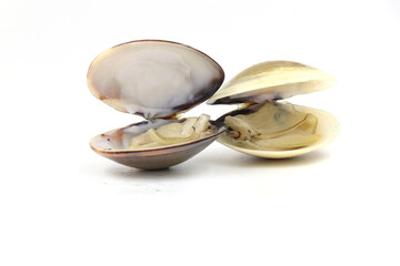 Closed up fresh baby clams, venus shell, shellfish, carpet clams, short necked clams, as raw food from the sea are the seafood ingredients. fresh clams isolated on white background.