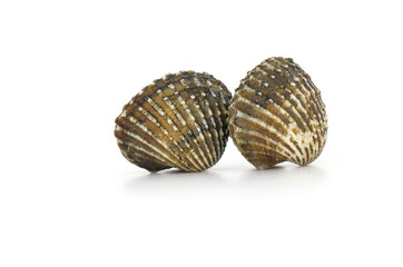 This is a close-up photo of a white background clam shell, commonly known as a cockle. seafood. This shell is often found on sandy.