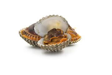 This is a close-up photo of a white background clam shell, commonly known as a cockle. seafood. This shell is often found on sandy.