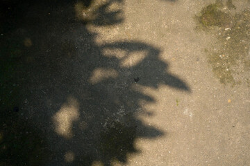 leaves shadow overlay