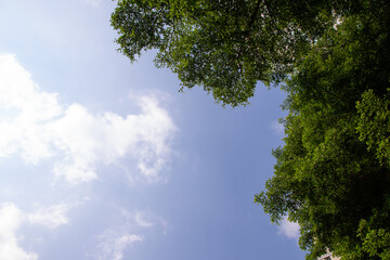 Wallpaper images of the sky and under the trees In a perspective that is like lying under a big tree looking at the sky through the shade of the leaves.