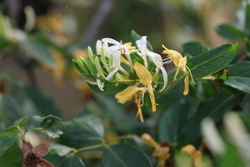 common honeysuckle flowers and leaves