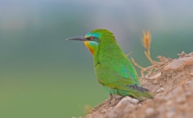 Blue-cheeked Bee-eater (Merops persicus) comes from the African continent to the southern parts of...