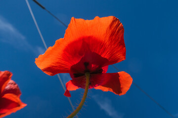 Poppy Papaver flower petals color white red yellow