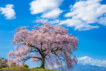 Wanitsuka no Sakura large 330 year old cherry tree in full bloom with blue sky background is a...