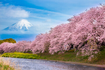 Beautiful blooming cherry blossoms with Mount Fuji in the background and a Urui river in the...